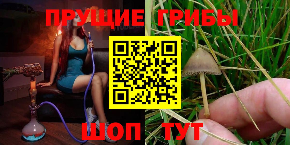 сколько стоит  Сосновый Бор  Псилоцибиновые грибы Cubensis 